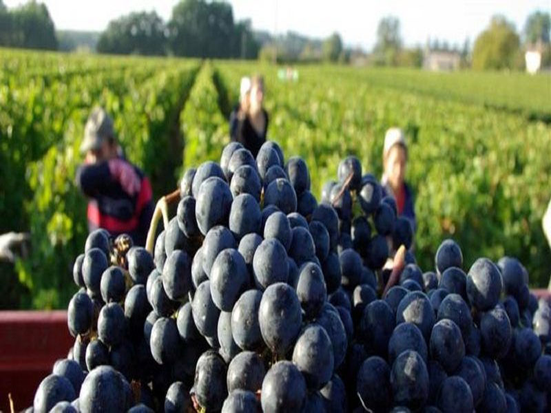 rượu vang đỏ chateau bouteilley cotes de bordeaux 375 ml