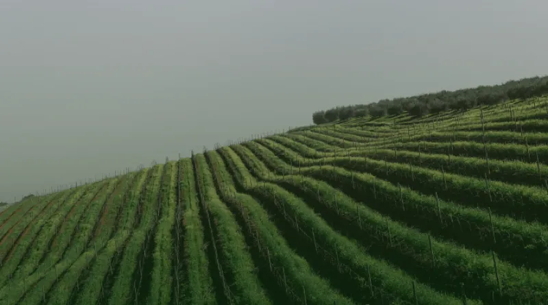 Vườn nho Lalande de Pomerol