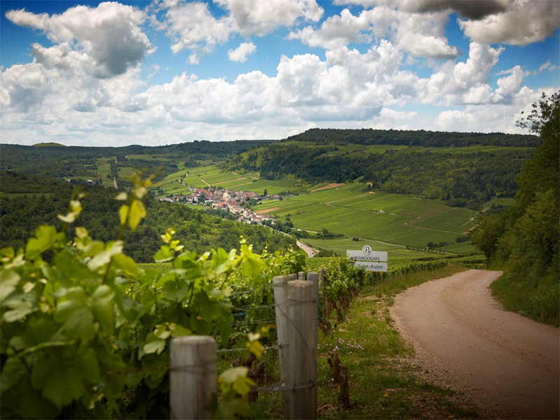 rượu vang famille roux les cotilles pinot noir