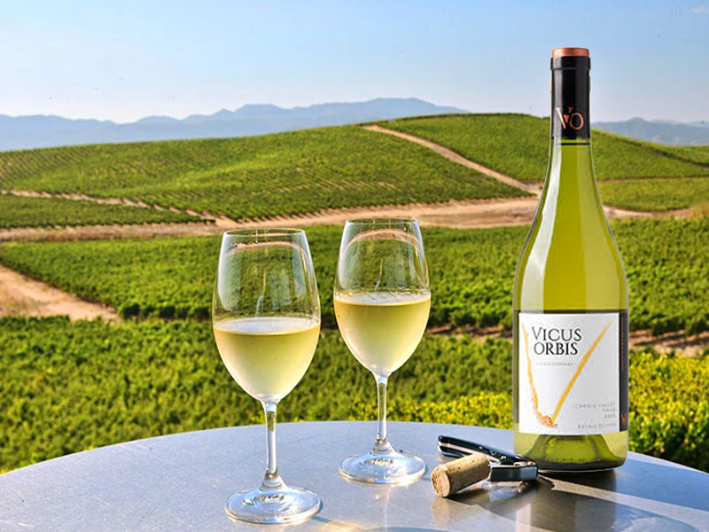 rượu vang trắng vicus orbis chardonnay