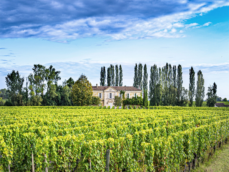 rượu vang le loup de la loubiere bordeaux