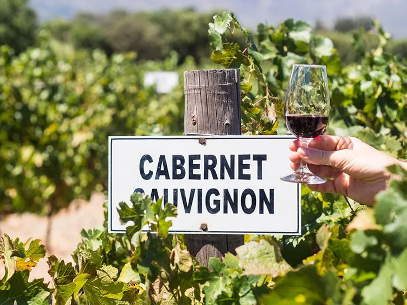 rượu vang đỏ chile 1865 cabernet sauvignon