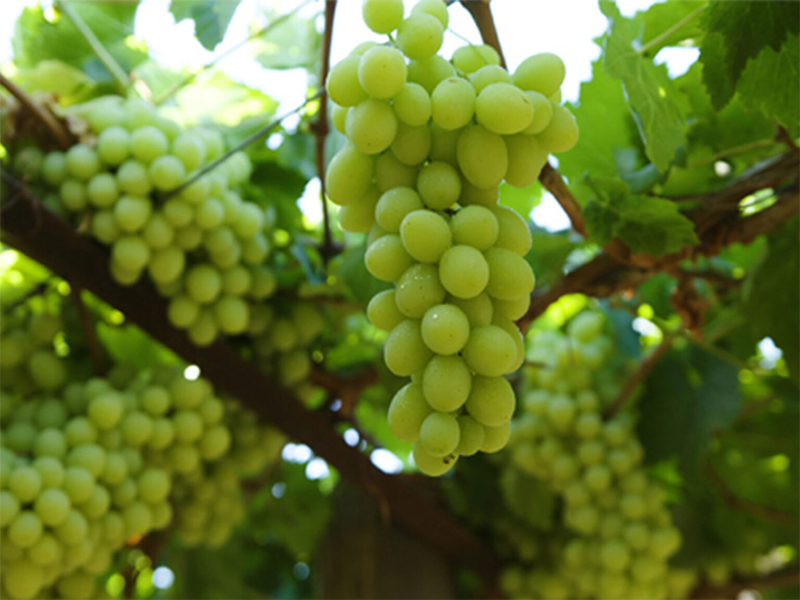 ruou vang morgans bay semillion sauvignon blanc