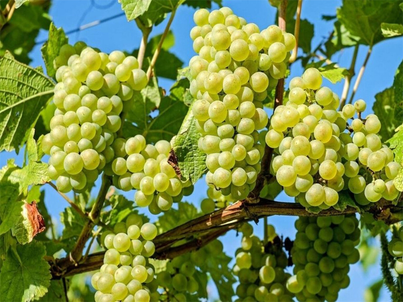 ruou-vang- phap albert bichot domaine long-depaquit chablis grand cru les clos 2020