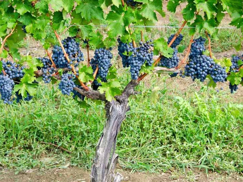 rượu vang chateau la raze beauvallet cru bourgeois medoc rượu vang chateau la raze beauvallet cru bourgeois medoc
