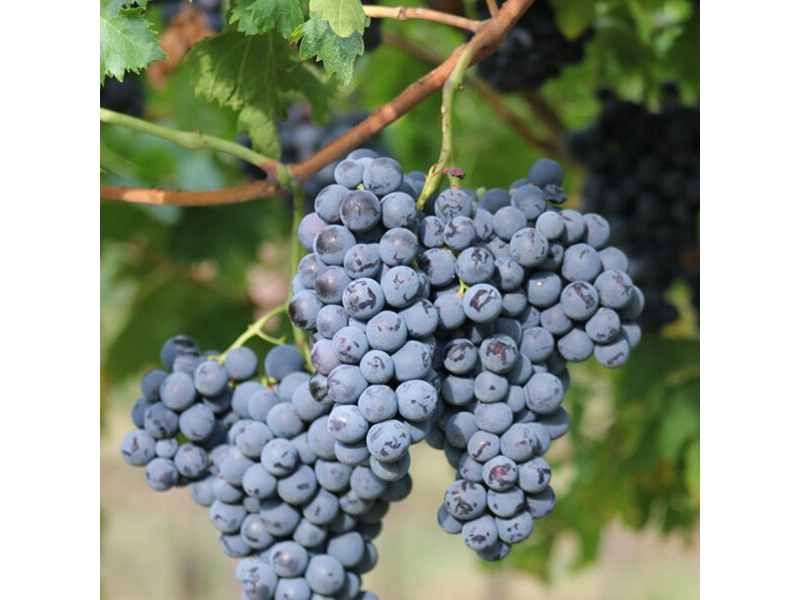 rượu vang chile aliwen reserva cabernet sauvignon rượu vang chile aliwen reserva cabernet sauvignon