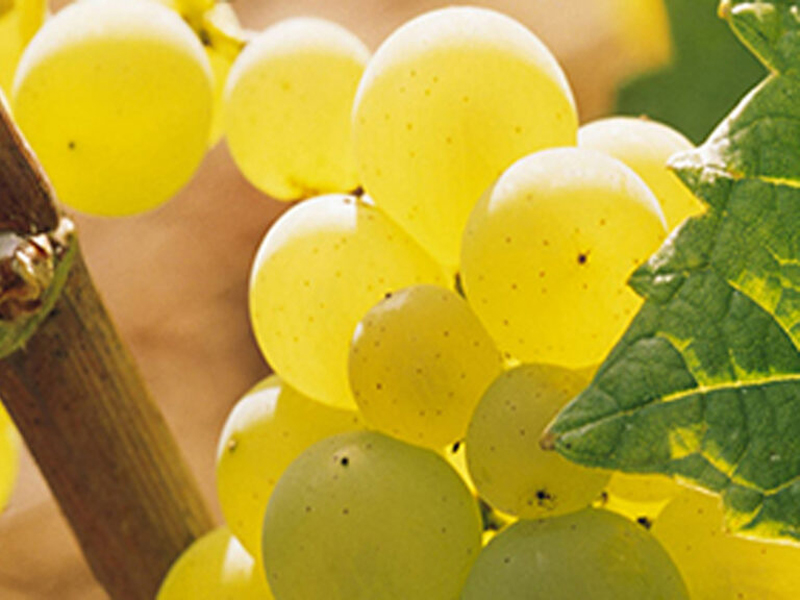 Rượu Vang Pháp Albert Bichot Bourgogne Chardonnay Origines