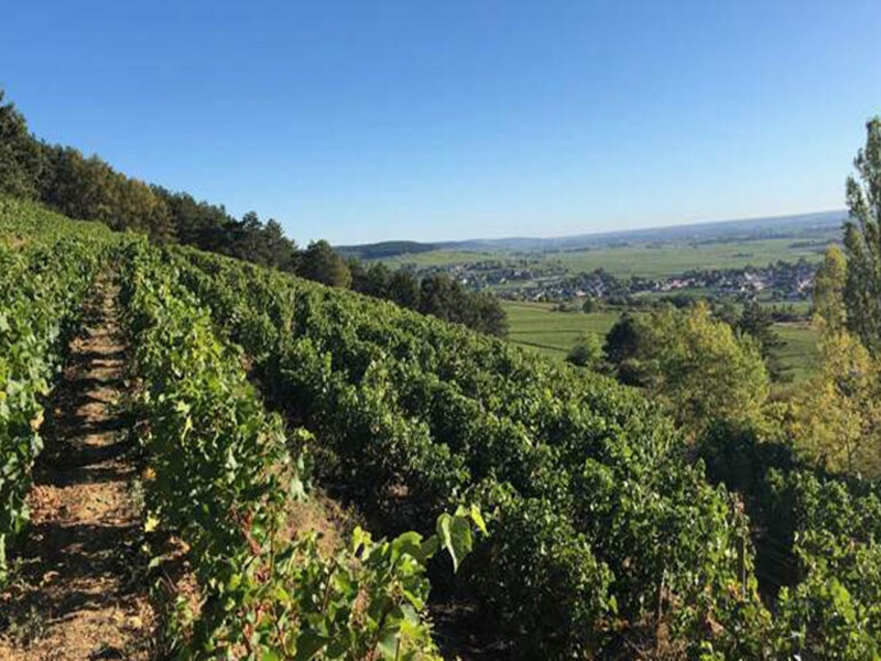 rượu Vang Pháp Albert Bichot Bourgogne Vieilles Vignes de Chardonnay rượu Vang Pháp Albert Bichot Bourgogne Vieilles Vignes de Chardonnay