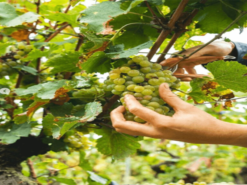 rượu Vang Pháp Albert Bichot Bourgogne Vieilles Vignes de Chardonnay rượu Vang Pháp Albert Bichot Bourgogne Vieilles Vignes de Chardonnay