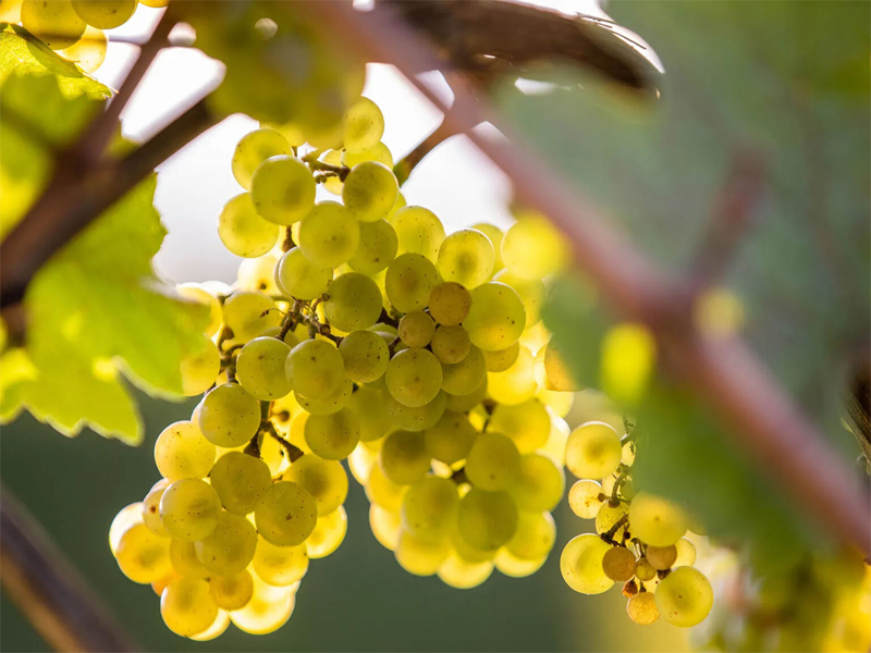 rượu vang pháp albert bichot santenay rượu vang pháp albert bichot santenay