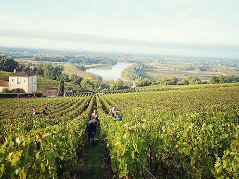 rượu vang pháp château lynch moussas 2017 rượu vang phap château lynch moussas 2017