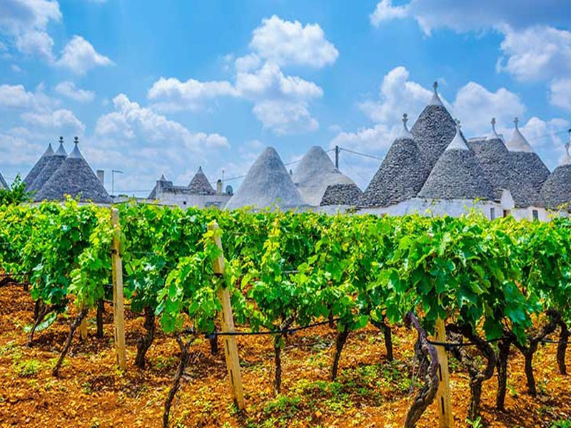 rượu vang ý ange primitivo salento puglia 18 độ rượu vang ý ange primitivo salento puglia 18 độ