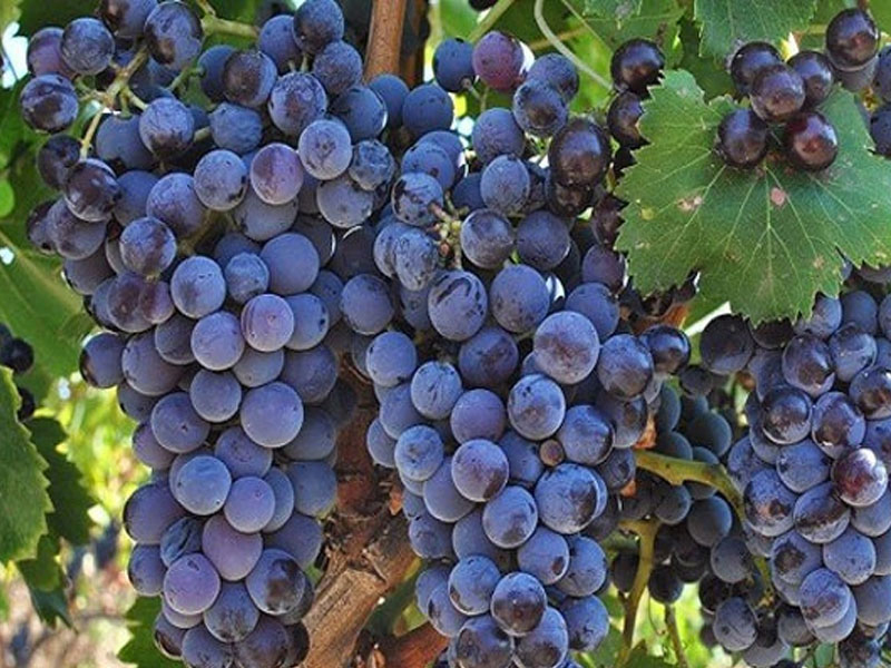 rượu vang ý ange primitivo salento puglia 18 độ rượu vang ý ange primitivo salento puglia 18 độ