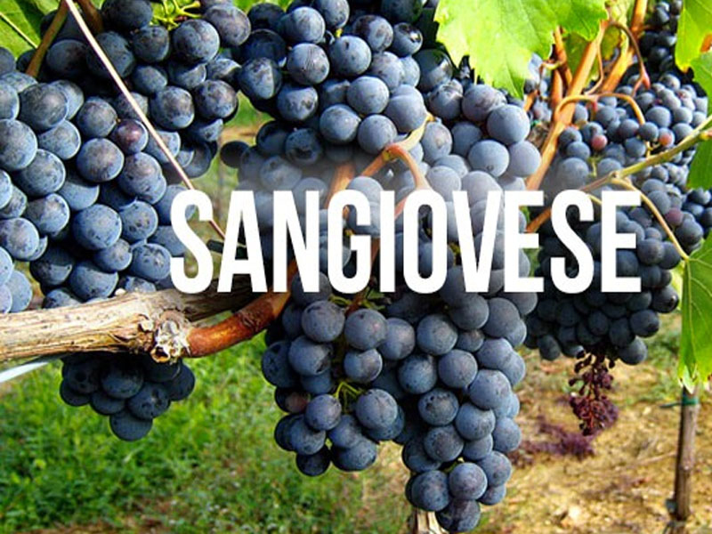 rượu vang ý castellare di castellina chianti classico riserva 2019 rượu vang ý castellare di castellina chianti classico riserva 2019