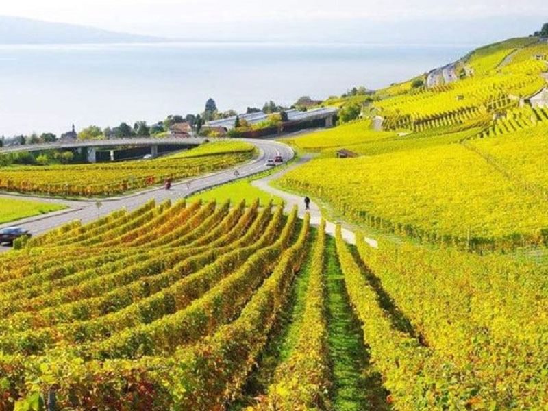 rượu vang ý castellare di castellina chianti classico riserva il poggiale 2019
