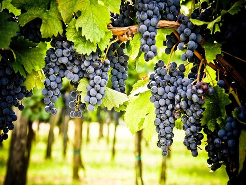 ruou-vang-y castellare di castellina i sodi di s.nicolo 2018