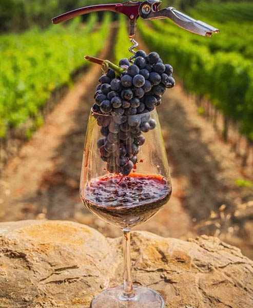 cabernet sauvignon là gì? top 5 điều cần biết về nho đỏ tuyệt hảo
