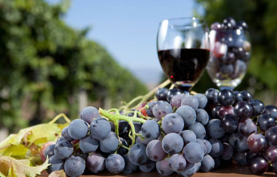 rượu vang đỏ cabernet sauvignon: từ a-z cho người sành vang