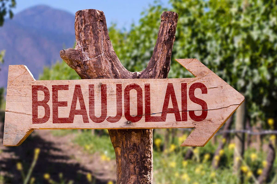 beaujolais nouveau 2025: từ vườn nho đến ly rượu
