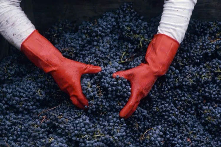 beaujolais nouveau 2025: từ vườn nho đến ly rượu