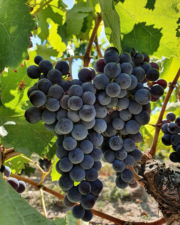 bí quyết chọn rượu vang pháp dưới 300k chuẩn vị