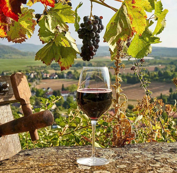 carmen gran reserva syrah: đánh giá chi tiết vang chile carmen gran reserva syrah: đánh giá chi tiết vang chile