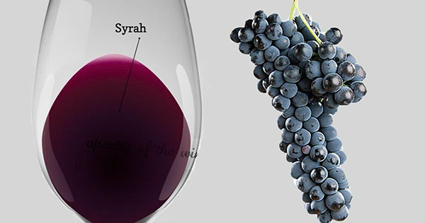 hành trình khám phá rượu vang carmen gran reserva syrah hành trình khám phá rượu vang carmen gran reserva syrah