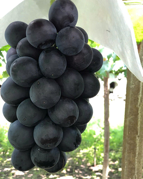 mua rượu vang pháp dưới 300k ở đâu uy tín nhất? mua rượu vang pháp dưới 300k ở đâu uy tín nhất?