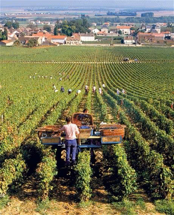 rượu vang pháp dưới 300k: các vùng nổi bật nên thử
