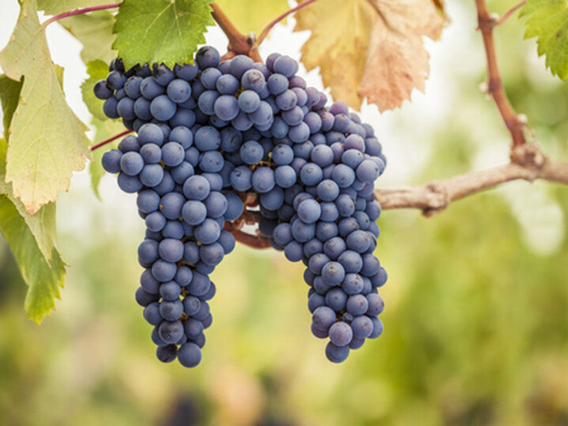 rượu vang wild willow pinot noir