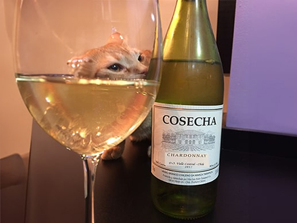 rượu vang trắng bán chạy nhất 2026 - sauvignon blanc cao cấp