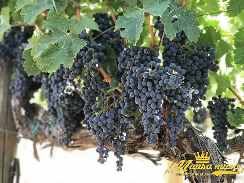 vang chilano syrah vintage collection 2024 vang chilano syrah vintage collection 2024
