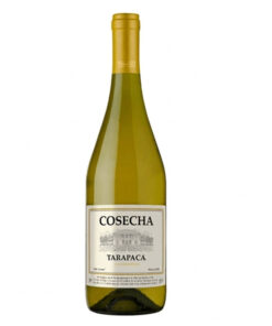 rượu vang tarapaca cosecha chardonnay